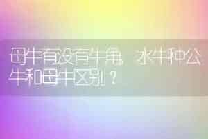 母牛有没有牛角