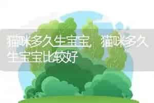 猫咪多久生宝宝