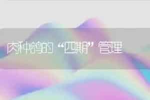 肉种鸽的“四期”管理