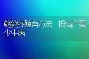 鹌鹑养殖有方法 提高产蛋少生病