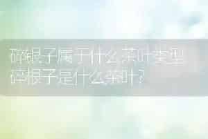 狼英语怎么说