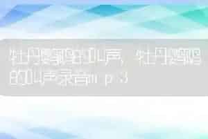 牡丹鹦鹉的叫声