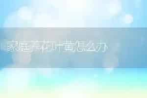 家庭养花叶黄怎么办