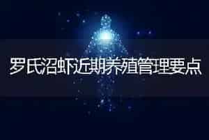 罗氏沼虾近期养殖管理要点