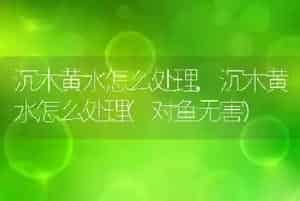 沉木黄水怎么处理