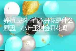 油菜什么时候种植最佳种植时间和方法