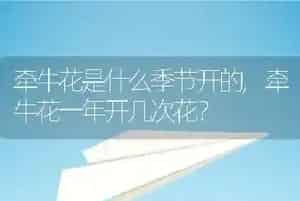 牵牛花是什么季节开的