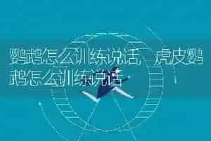 鹦鹉怎么训练说话