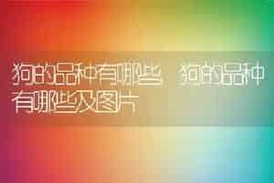 狗的品种有哪些