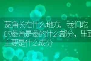 菱角长在什么地方