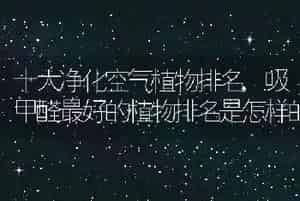 十大净化空气植物排名