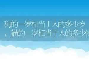 狗的一岁相当于人的多少岁