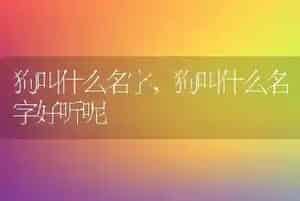 狗叫什么名字