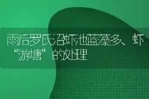 雨后罗氏沼虾池蓝藻多、虾“游塘”的处理