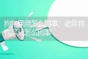 狗狗尿频怎么回事