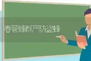 春管蜂群严防盗蜂