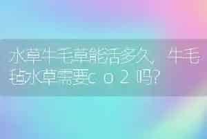 水草牛毛草能活多久