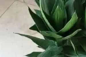 莲花竹为什养三棵
