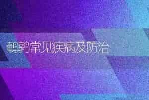 鹌鹑常见疾病及防治