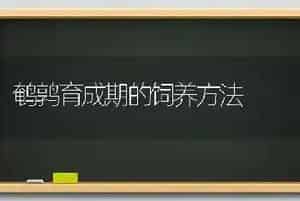 鹌鹑育成期的饲养方法