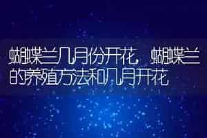 蝴蝶兰几月份开花