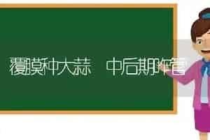 覆膜种大蒜 中后期咋管
