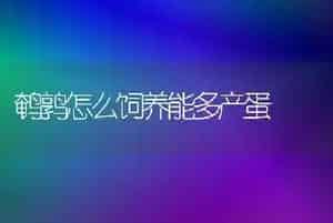 鹌鹑怎么饲养能多产蛋