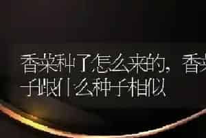香菜种子怎么来的