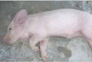 非洲猪瘟传染人吗？猪肉能吃吗