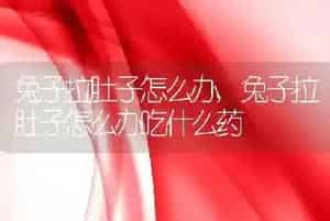 兔子拉肚子怎么办