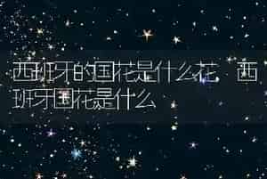 西班牙的国花是什么花