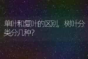 大头虎皮鹦鹉