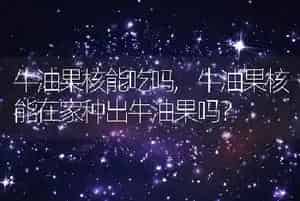 牛油果核能吃吗