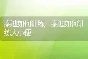泰迪如何训练