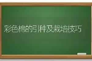 彩色棉的引种及栽培技巧