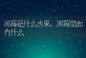 黑莓是什么水果