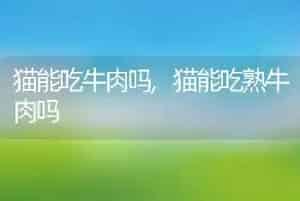 猫能吃牛肉吗