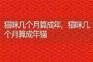 猫咪几个月算成年