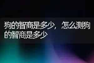 狗的智商是多少