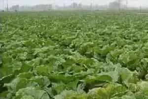 冬贮大白菜品种应具备哪些优良特性？