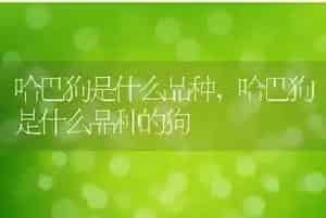 哈巴狗是什么品种