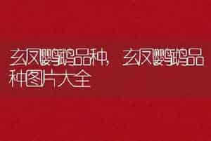 玄凤鹦鹉品种