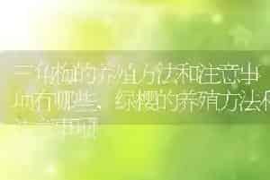 三角梅的养殖方法和注意事项有哪些