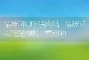 猫咪可以吃猪肉吗