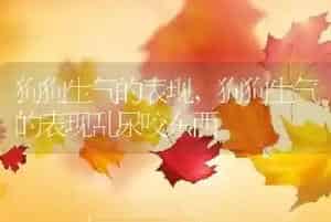 狗狗生气的表现