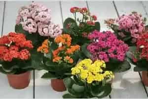 秋冬季节适合养什么花
