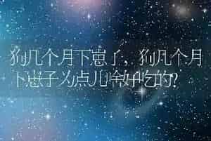 狗几个月下崽子