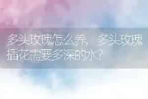 猫耳屎和耳螨怎么区分
