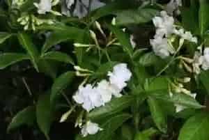 狗牙花只有花苞不开花