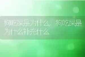 狗吃屎是为什么